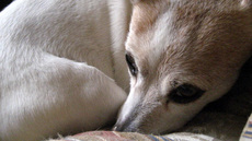 jack-russell-dog-public-domain.jpg
