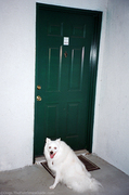 jersey-american-eskimo-at-apartment-door2.jpg