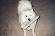 jersey-dog-fetching-the-newspaper.jpg