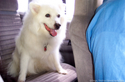 jersey-dog-in-back-seat-of-car.jpg