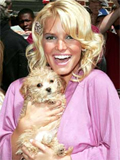 jessica-simpson-dog.jpg