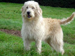 A labradoodle dog - part labrador retriever, part poodle!