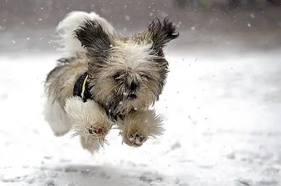 http://dogs.thefuntimesguide.com/images/blogs/leaping-snow-puppy.jpg