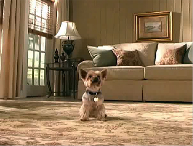make-this-dog-do-tricks.jpg