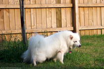 male-dog-squatting-to-pee.jpg