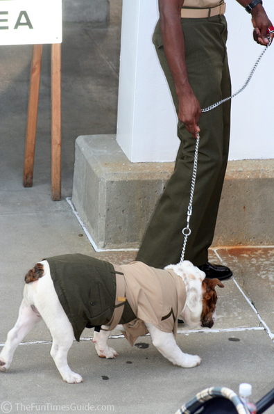 marine-english-bulldog-hummer.jpg