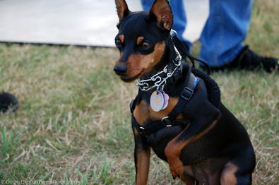 min-pin-dog.jpg