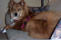 neils-dog.jpg