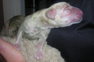 newborn-yellow-lab-puppy.jpg