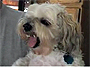 nippy-dog-thumb-thumb.jpg
