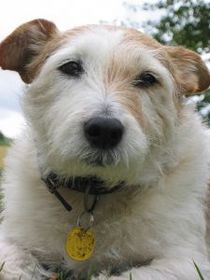 old-dog-by-neilw44.jpg