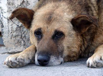 old-dog-by-ultra-team.jpg