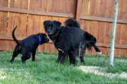 older-male-dog-as-role-model-for-puppy.jpg
