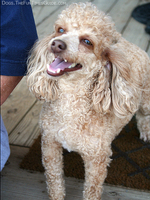 older-poodle-dog.jpg