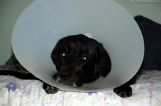 our-dog-wearing-e-collar.jpg