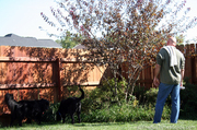 overgrown-garden-shrubs-trees.jpg