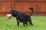 peeing-with-toy-in-mouth.jpg