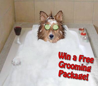 petsmart-dog-grooming-contest.jpg
