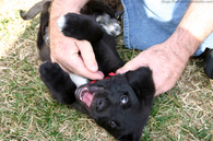 playful-puppy-wriggling.jpg