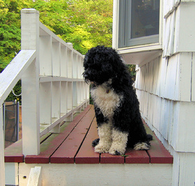 portuguese-water-dog-by-yea-i-knit.jpg
