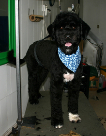 portuguese-water-dog-retriever-cut-by-deanna.jpg