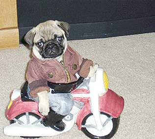 A pug dog dressed up like a police officer or motorcycle cop. pug-dog-police-cop-costume.jpg