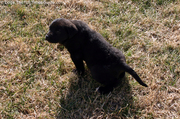 puppy-peeing-outside.jpg