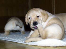 puppy-scratching-public-domain.jpg