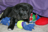 puppy-swimming-in-toys.jpg