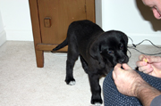 puppy-treats-as-a-reward-for-a-good-dog.jpg