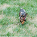 quick-puppy-is-a-blur.jpg