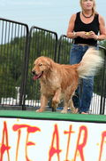 round-two-dog-swimming.jpg