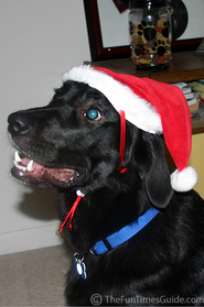 santa-paws-dog-tenor.jpg