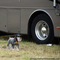 schnauser-dog-at-races.jpg
