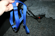 showing-the-dog-harness-connected-to-seatbelt-adapter.jpg