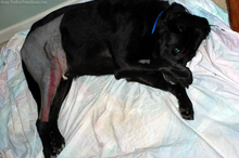 shy-dog-stopped-licking-wounds.jpg