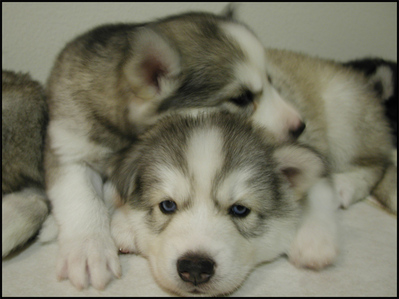 siberian-husky-puppies-by-Scott-Kinmartin.jpg