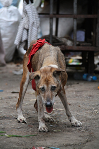 sick-dog-by-kojach.jpg