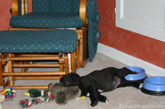 sleeping-with-foot-in-food-bowl.jpg