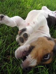 sloopy-7wk-beagle-puppy-personality2.jpg