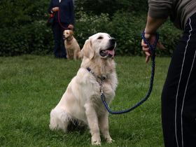 socializing-training-older-dog-by-estoril.jpg