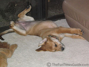stretch-sleeping-dog.jpg