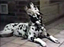 talking-dog-videos-thumb.jpg
