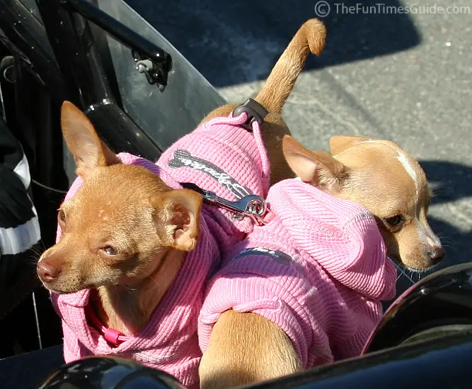 http://dogs.thefuntimesguide.com/images/blogs/teacup-chihuahuas-in-pink.jpg