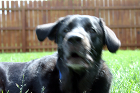 tenor-dog-barking.jpg