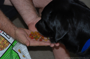 tenor-dog-eating-beneful-dog-food.jpg