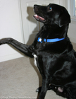 tenor-dog-high-five-toes.jpg