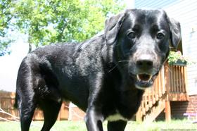 tenor-dog-in-backyard.jpg