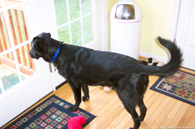 tenor-dog-looking-out-back-door.jpg