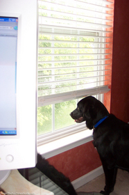 tenor-dog-looking-out-window.jpg